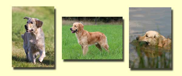 Woodlands Delight Agent Cooper